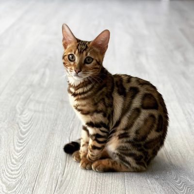 bengal kittens for sale usa